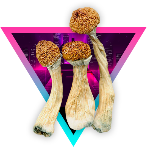 Buy Albino Roller Coaster Magic Mushroom Canada