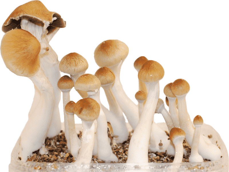How Microdosing Magic Mushrooms Can Change Your Life