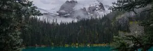 buy magic mushrooms british columbia