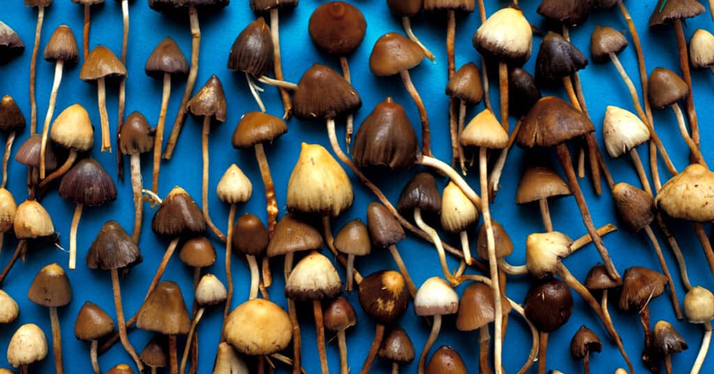 Magic Mushrooms and Depression