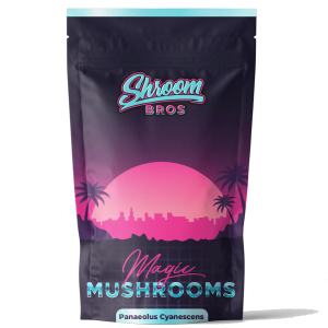 Panaeolus Cyanescens magic mushrooms