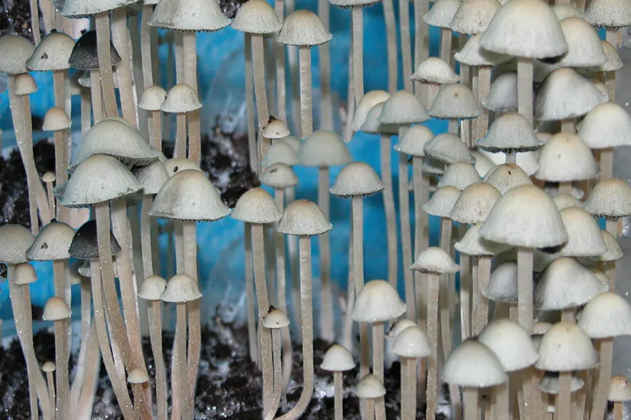 Blue Meanie Magic Mushrooms Everything You Need To Know Shroom Bros