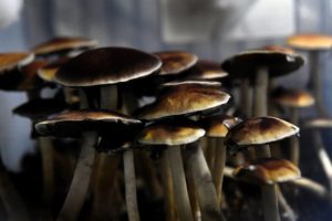 buy magic mushrooms online in Canada