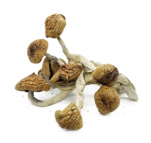 Buy Golden Mammoth Magic Mushrooms Online in Canada